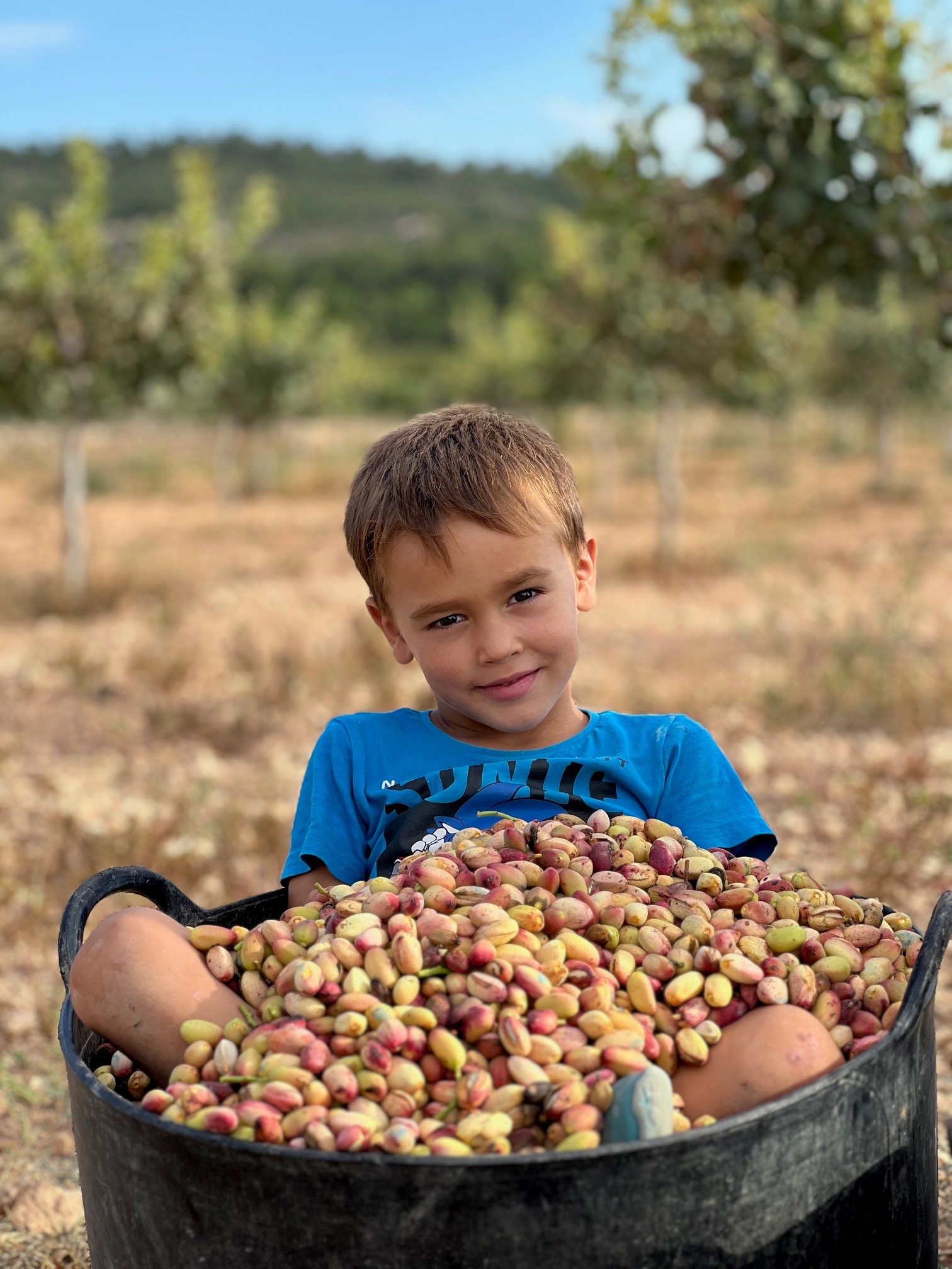 Un niño de la familia durante la cosecha de pistachos en Requena