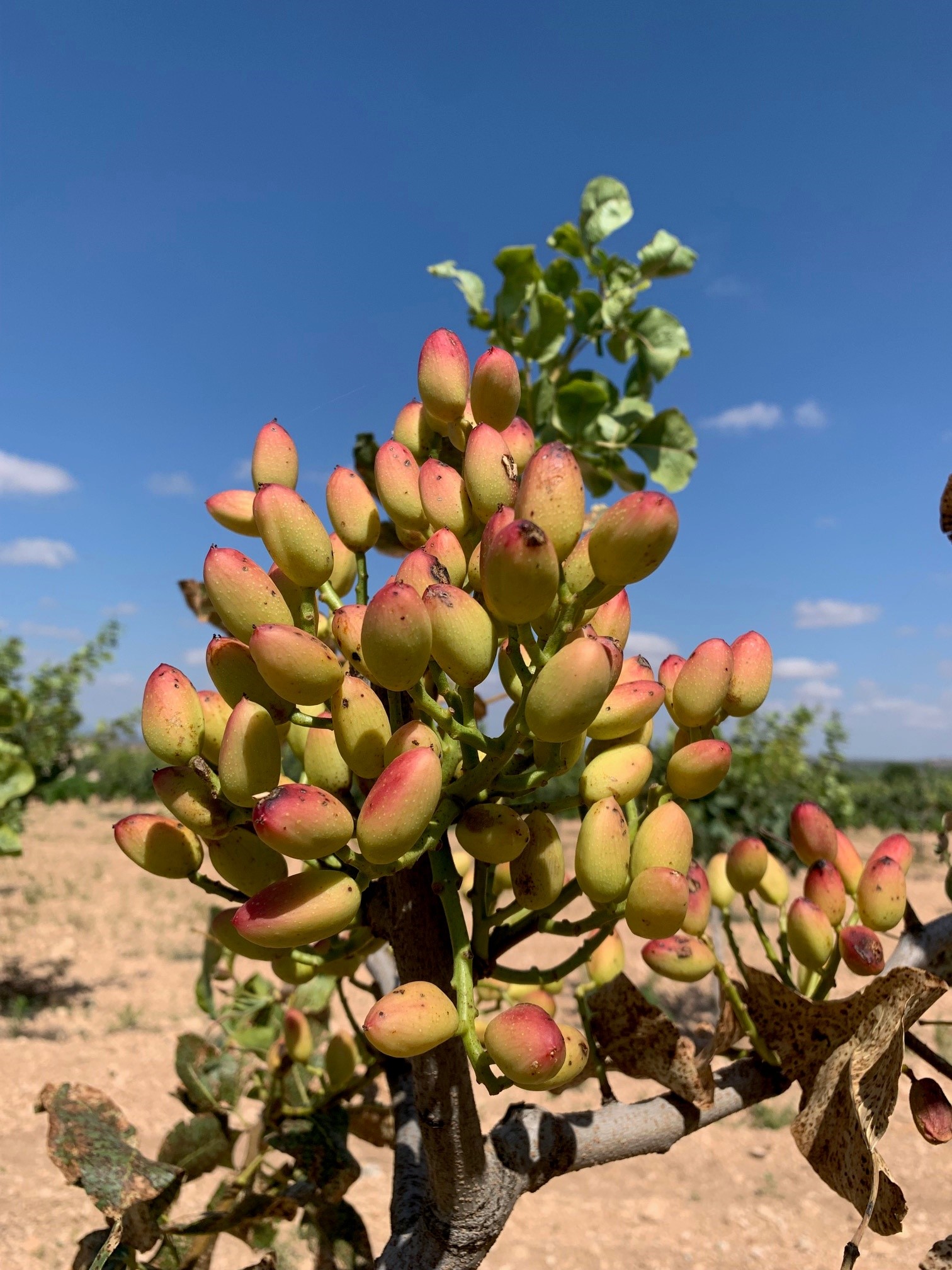 Racimo de pistachos madurando en la finca de Requena