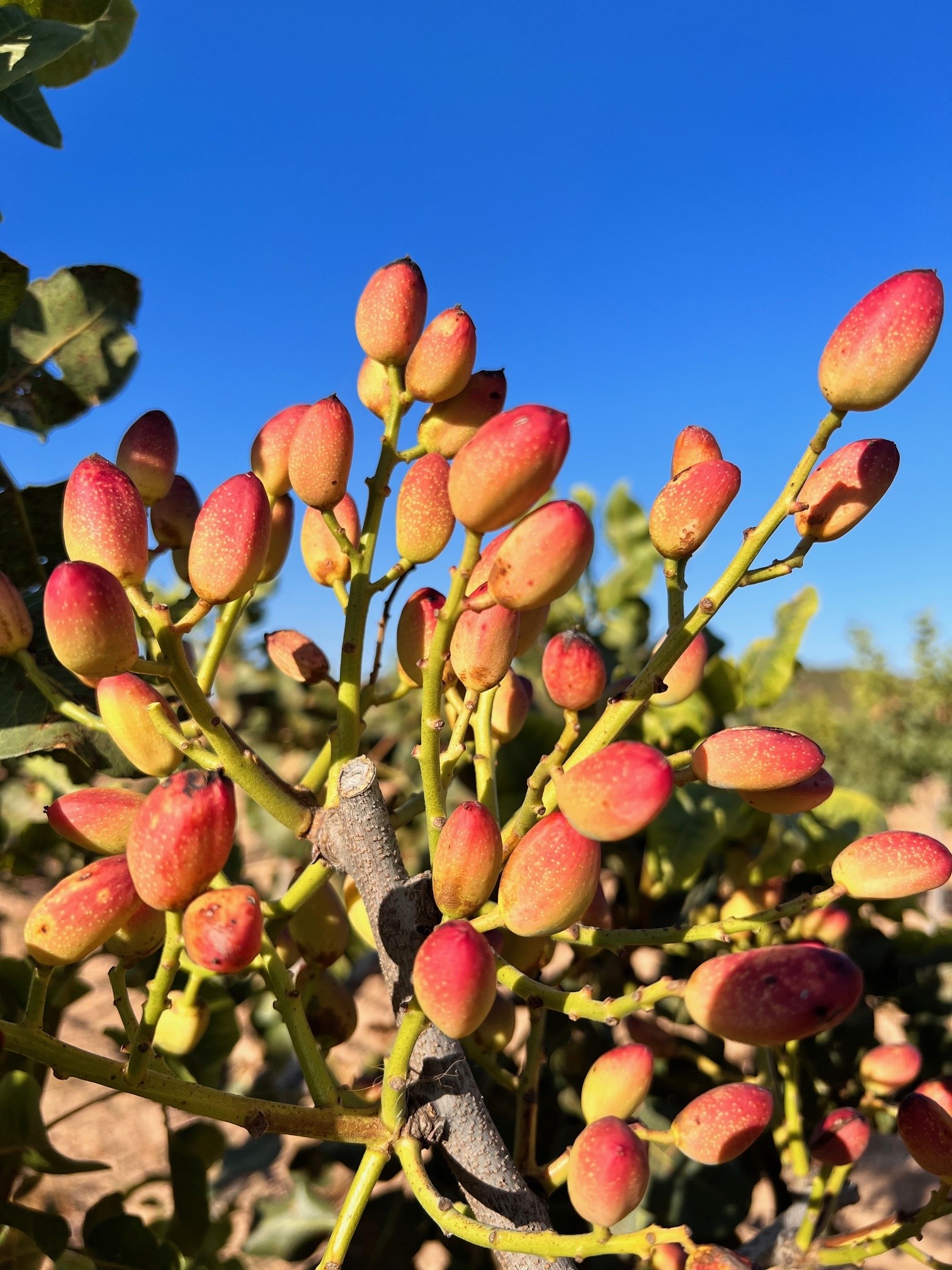 Pistachos madurando en el árbol